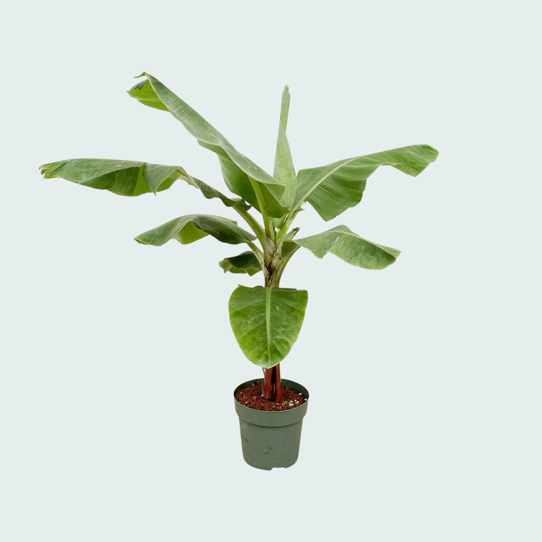 Bananenplant (Musa) - 170cm