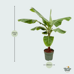 Bananenplant (Musa) - 170cm