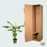 Bananenplant (Musa) - 170cm