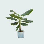 Bananenplant (Musa) Kopen