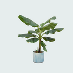 Bananenplant (Musa) Kopen