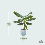 Bananenplant (Musa) Kopen