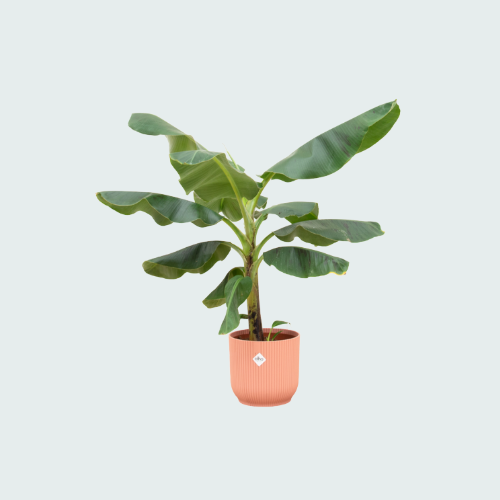 Bananenplant (Musa) Kopen
