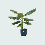 Bananenplant (Musa) Kopen