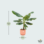 Bananenplant (Musa) Kopen