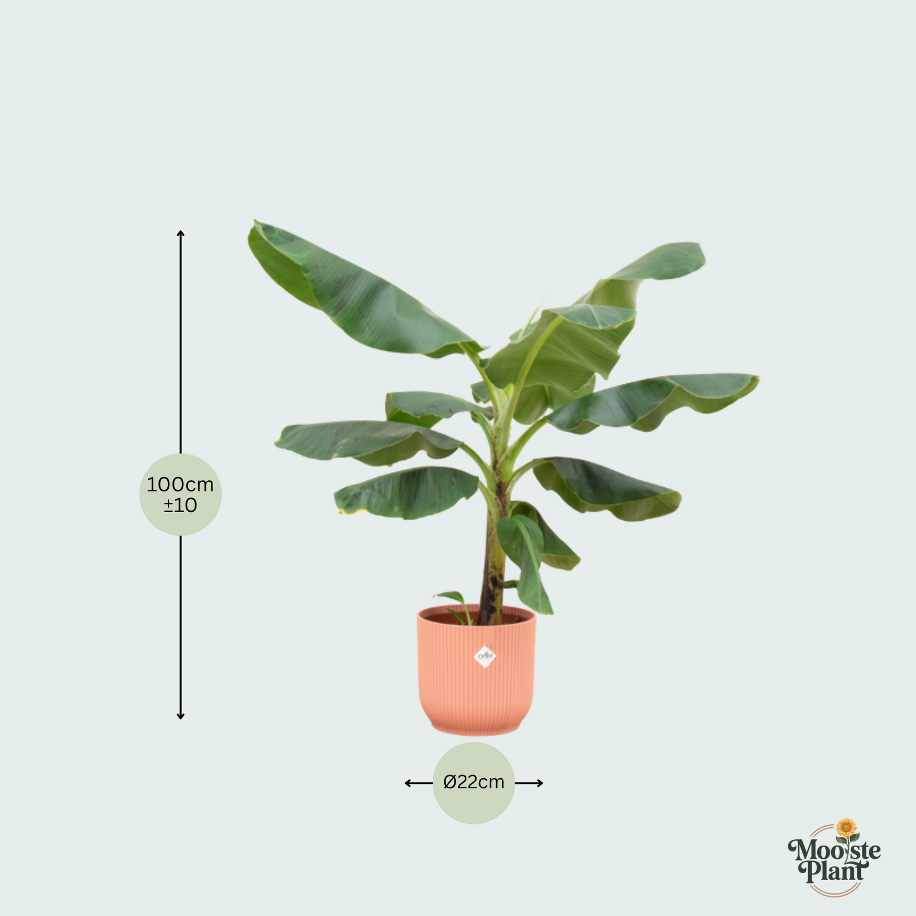 Bananenplant (Musa) Kopen