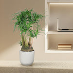 Beaucarnea Vertakt - 110cm