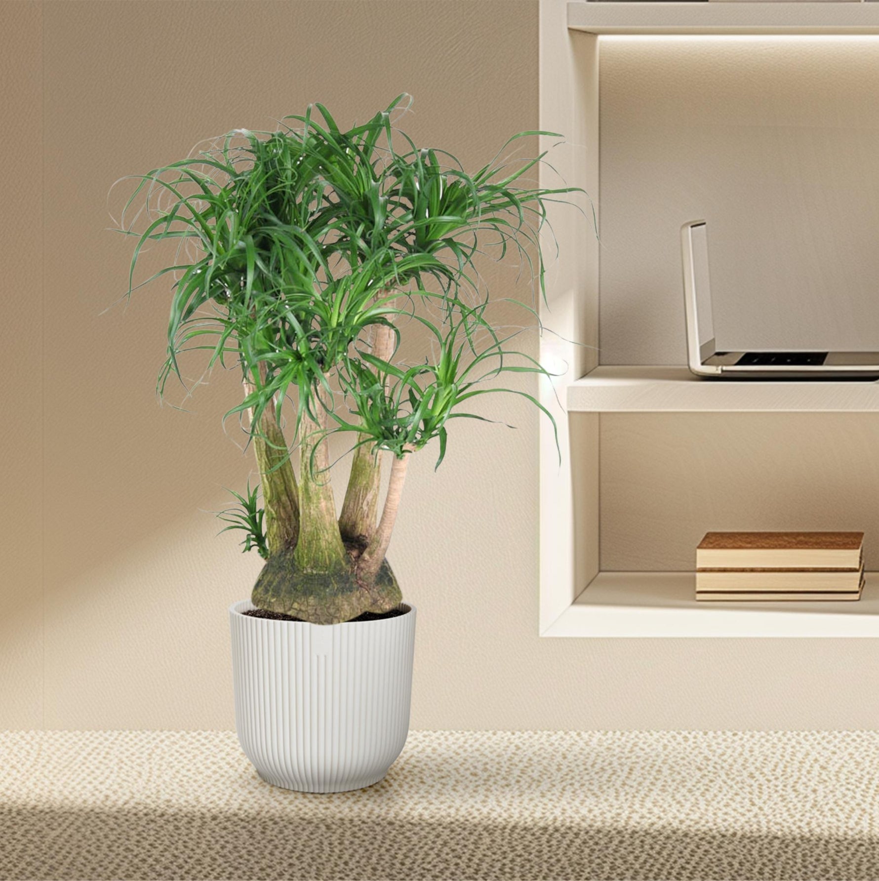 Beaucarnea Vertakt - 110cm