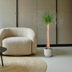 Beaucarnea stam - 120 cm
