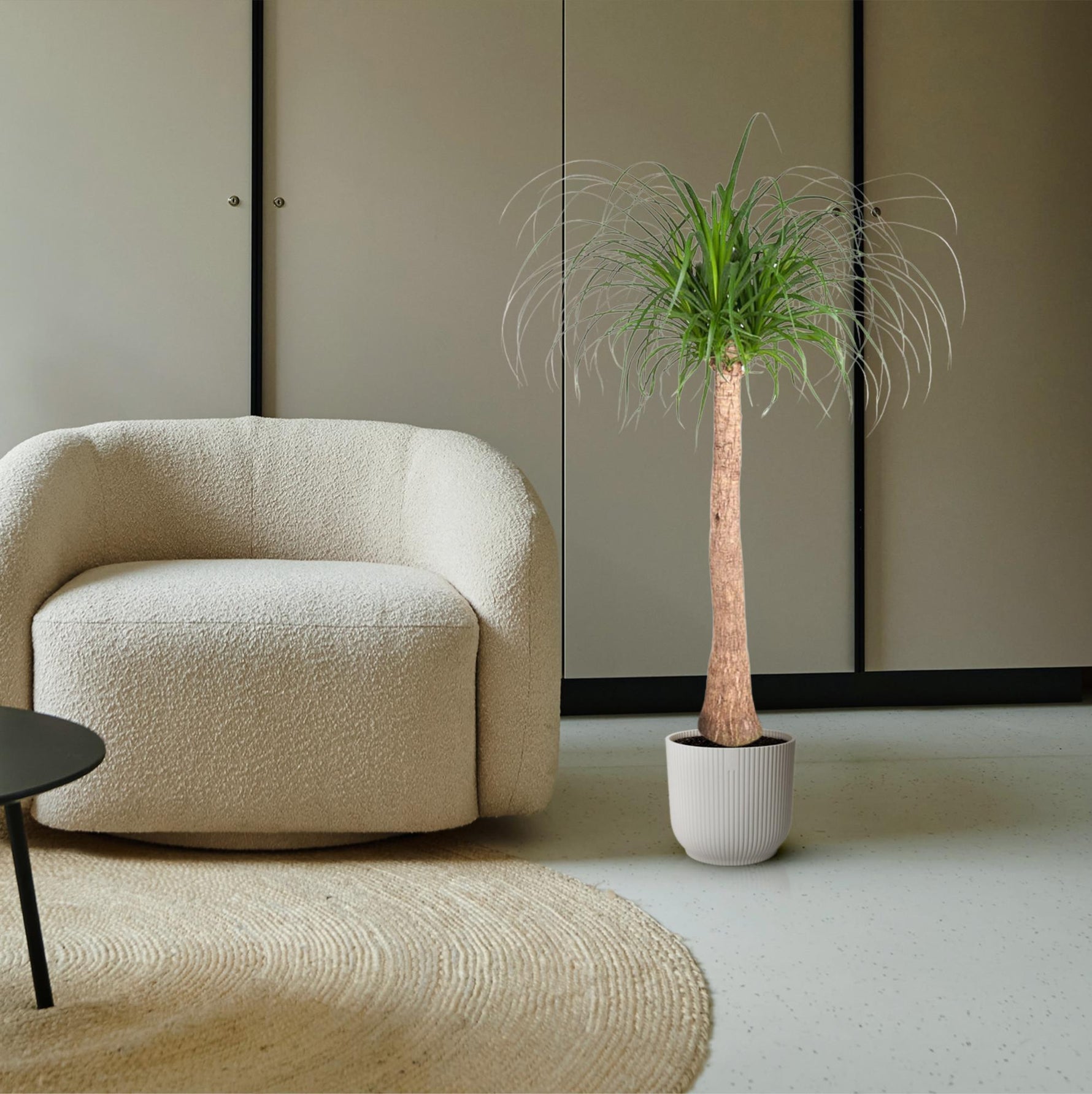 Beaucarnea stam - 120 cm