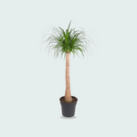 Beaucarnea stam - 120 cm