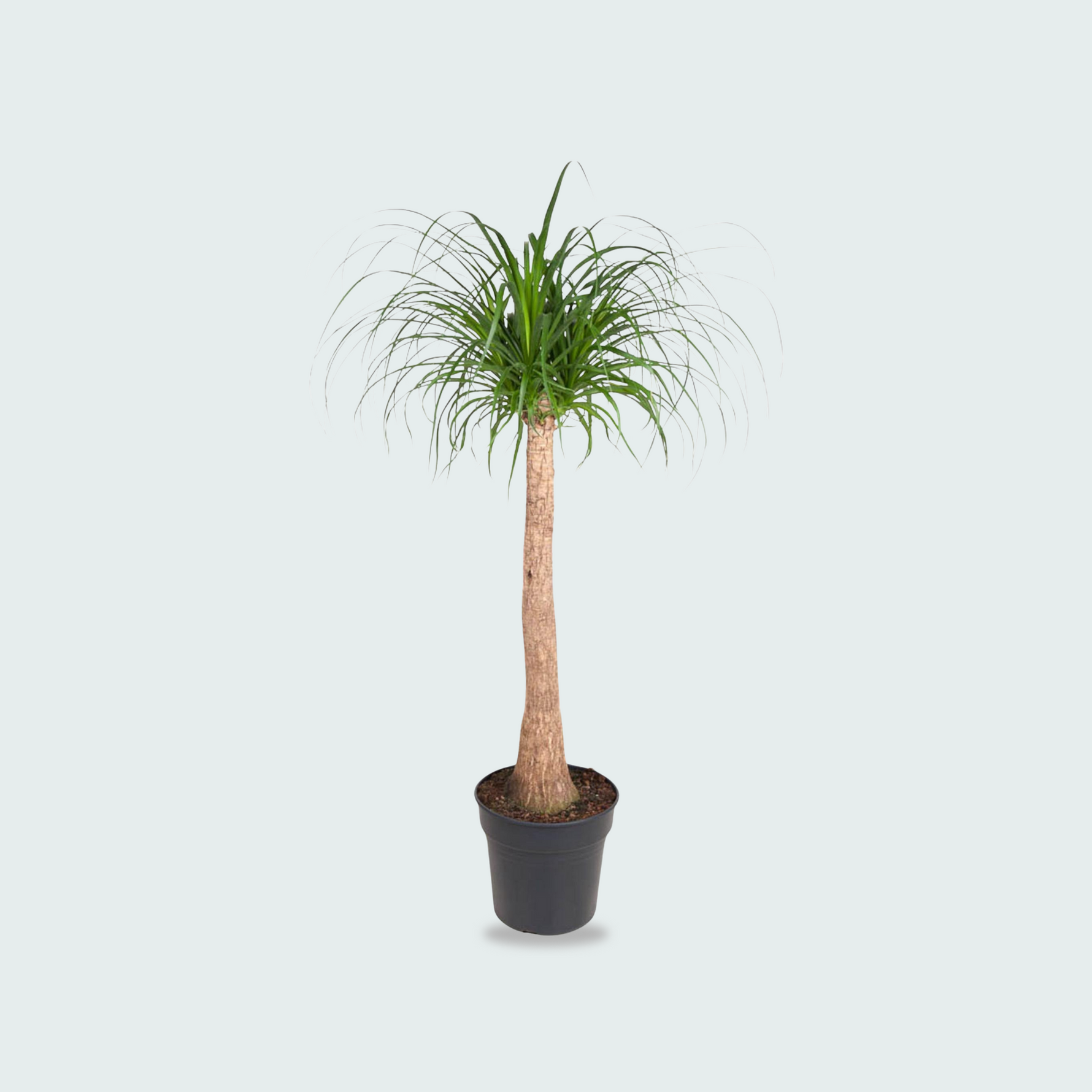 Beaucarnea stam - 120 cm