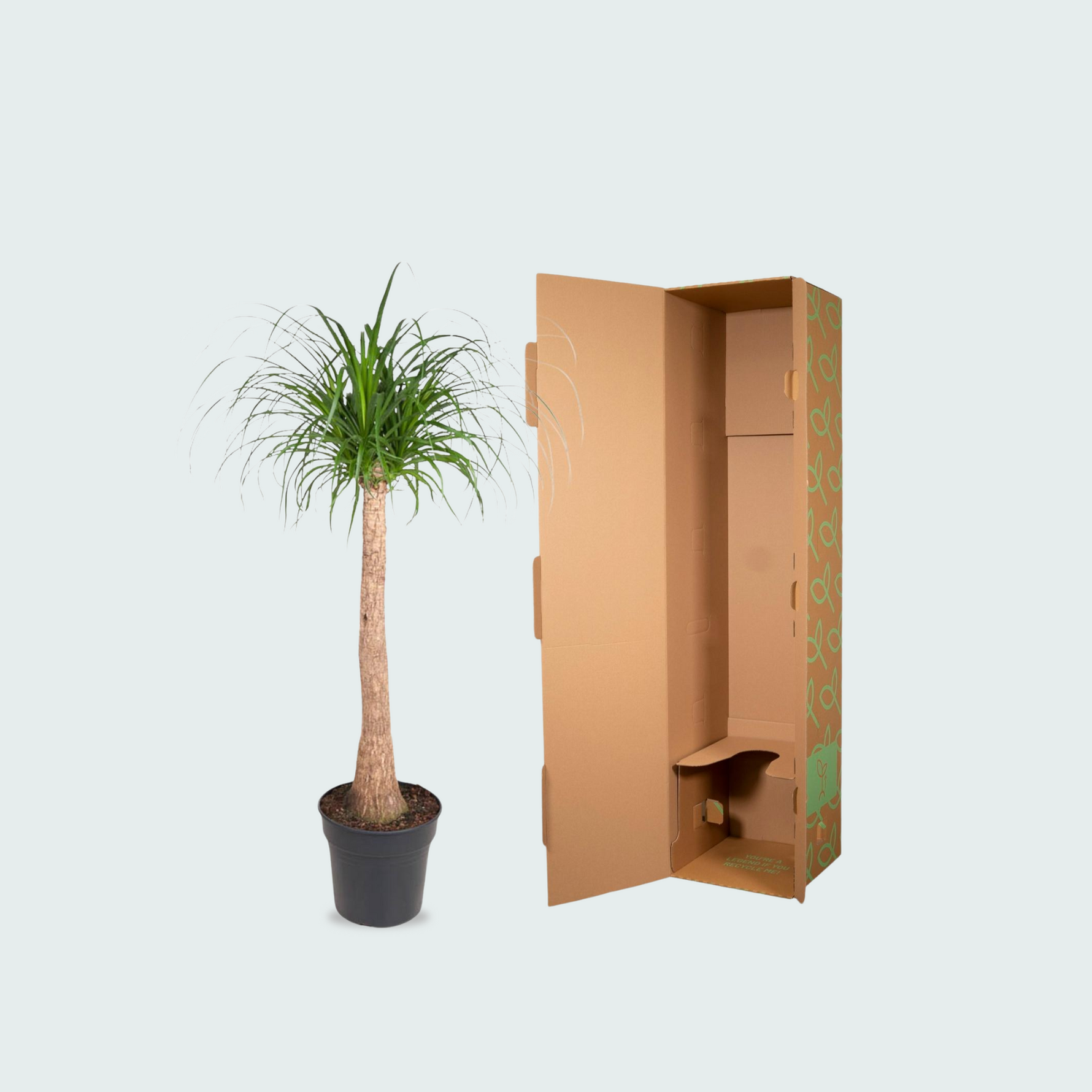 Beaucarnea stam - 120 cm