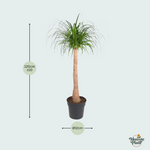 Beaucarnea stam - 120 cm