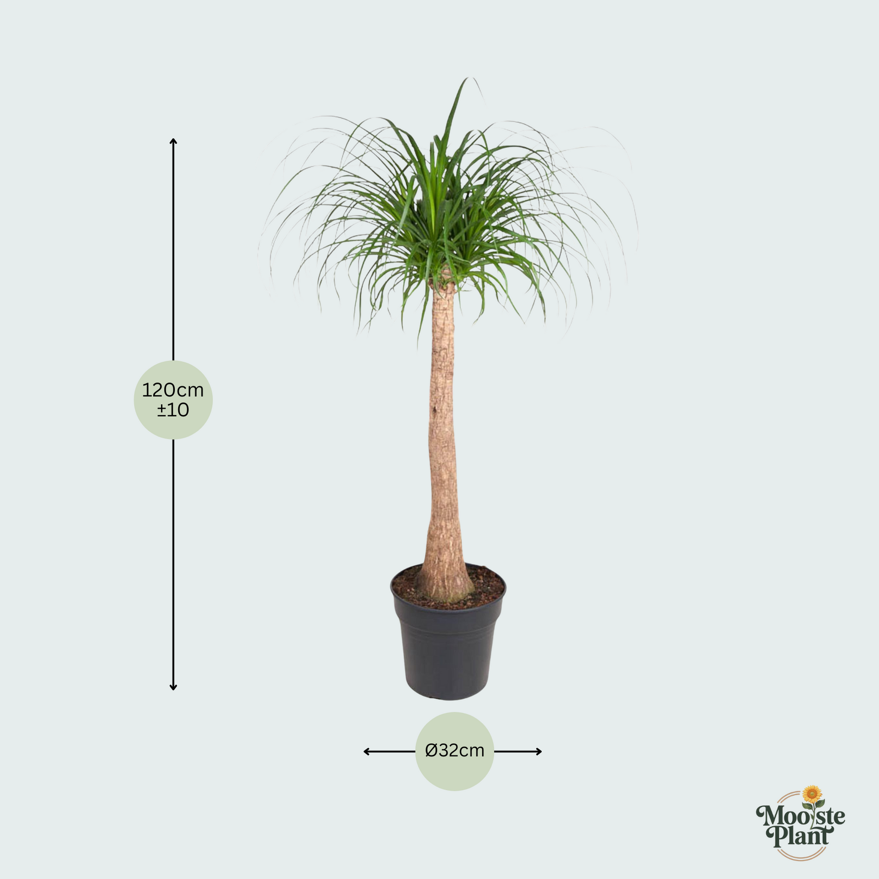 Beaucarnea stam - 120 cm