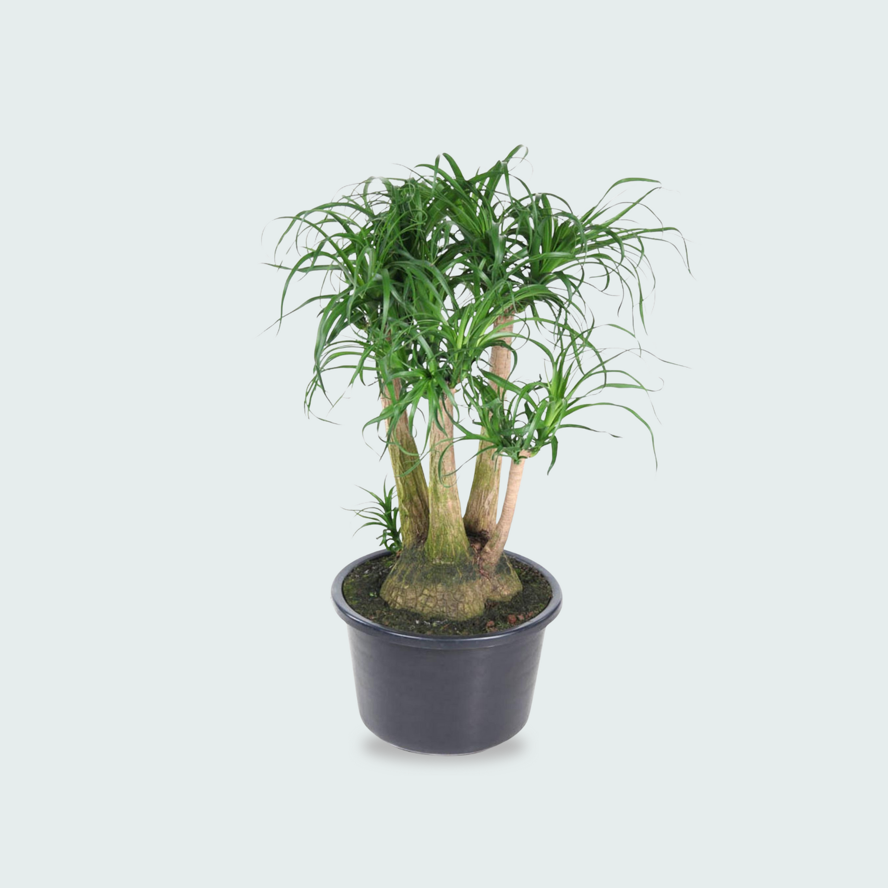Beaucarnea Vertakt - 110cm