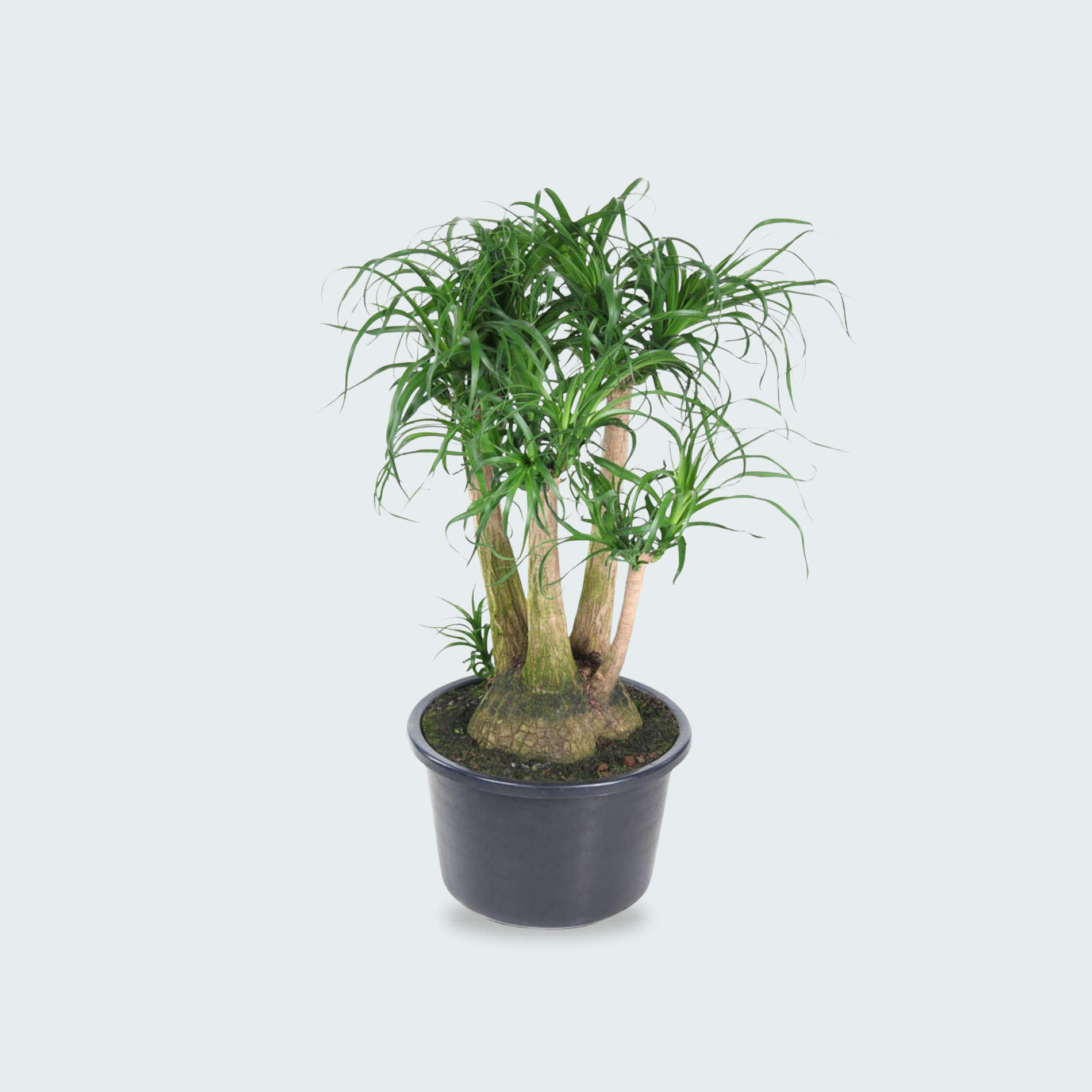Beaucarnea Vertakt - 110cm