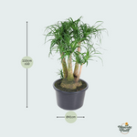 Beaucarnea Vertakt - 110cm