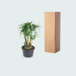 Beaucarnea Vertakt - 110cm