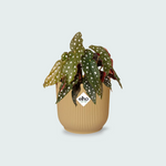 Begonia Maculata kopen
