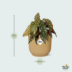 Begonia Maculata kopen