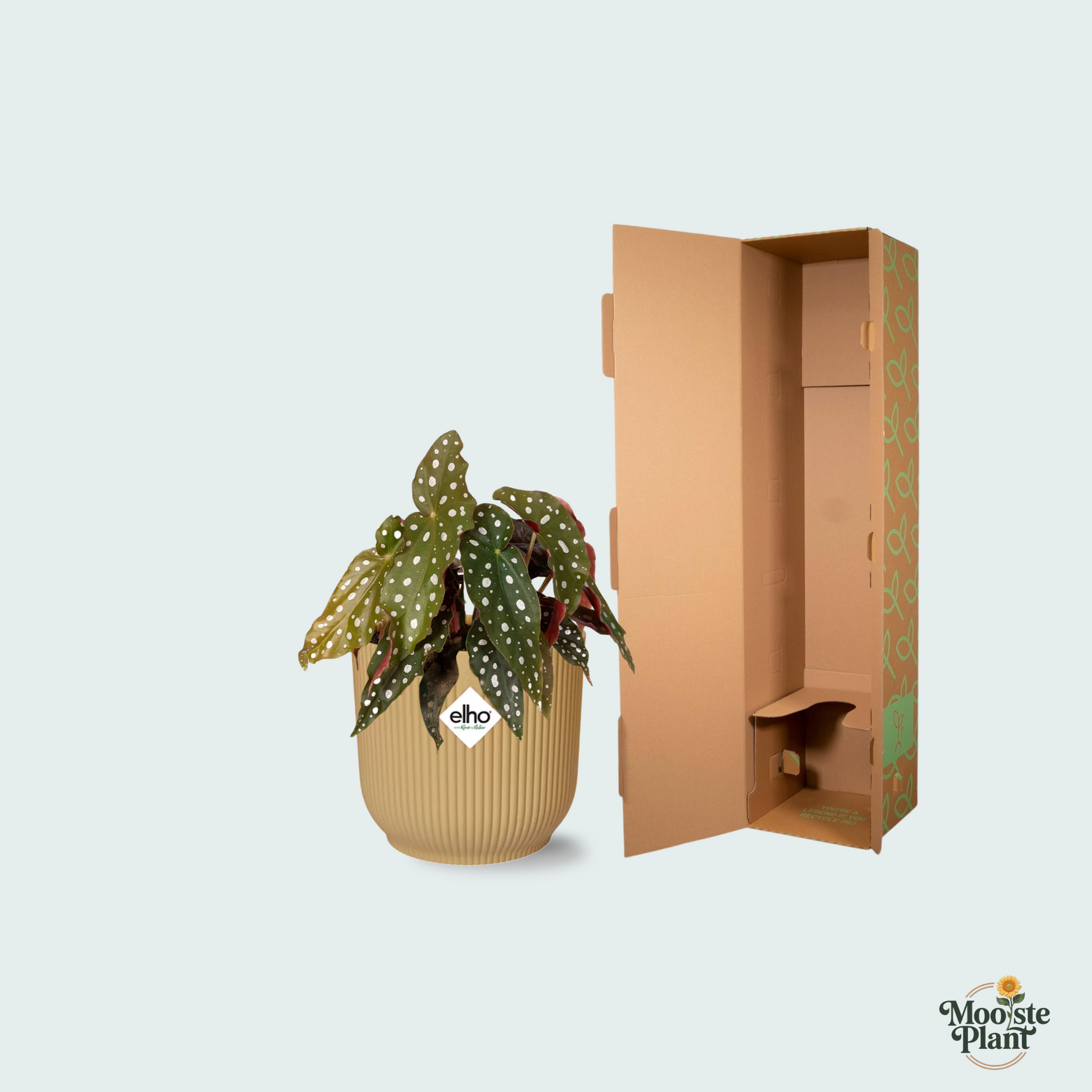 Begonia Maculata kopen