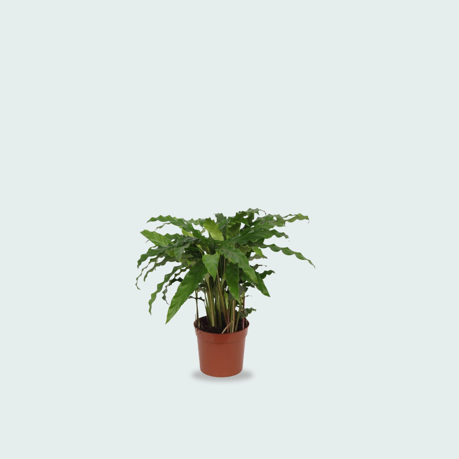 Calathea Bluegrass - 35cm