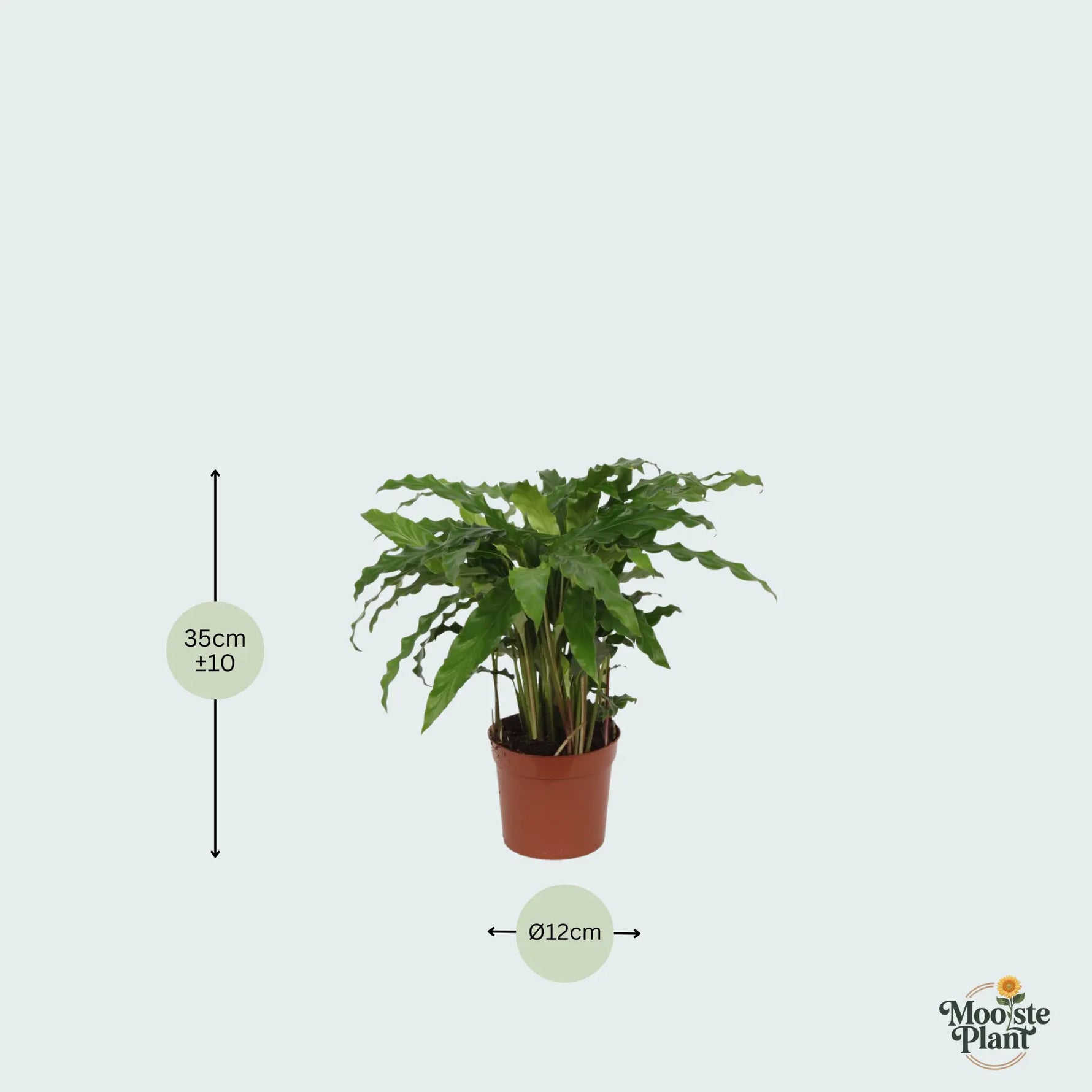 Calathea Bluegrass - 35cm