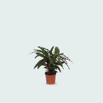 Calathea Elgergrass - 35cm