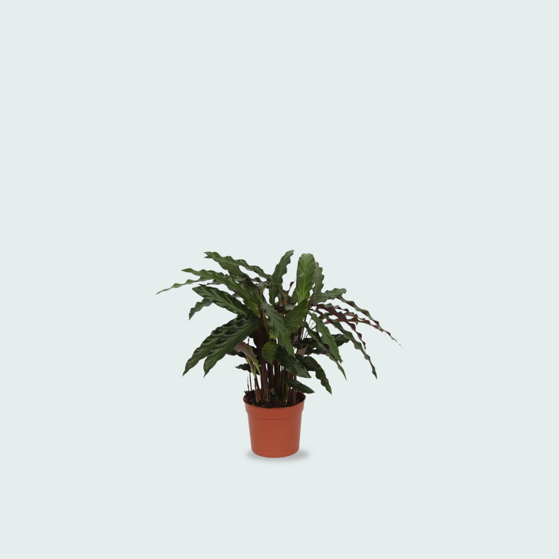 Calathea Elgergrass - 35cm