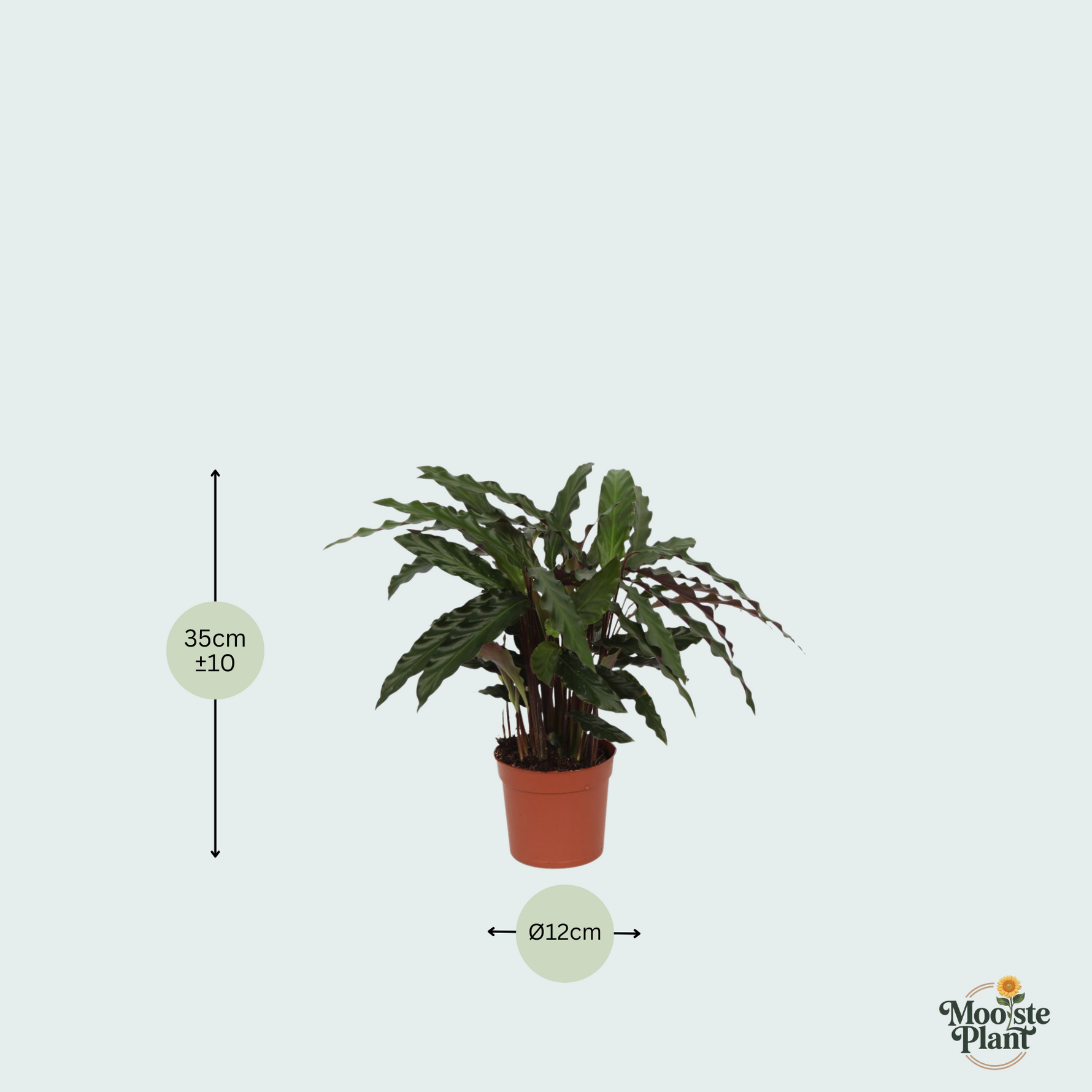 Calathea Elgergrass - 35cm