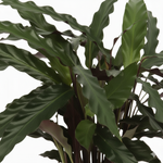 Calathea Elgergrass leaves