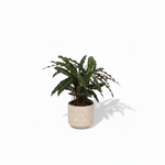 Calathea Elgergrass kopen