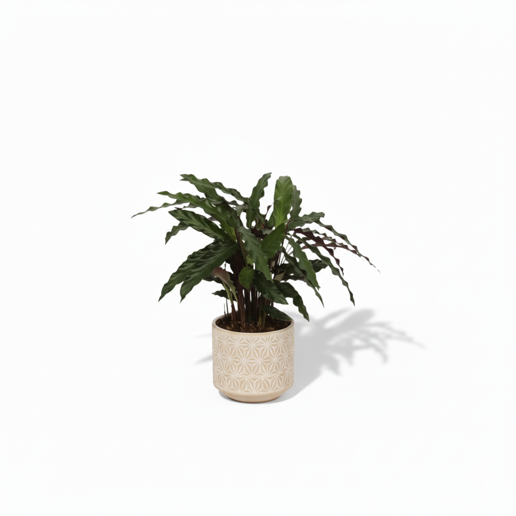 Calathea Elgergrass kopen