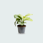Calathea Orbifolia - 25cm