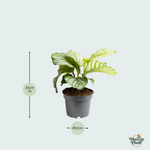 Calathea Orbifolia - 25cm