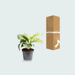 Calathea Orbifolia - 25cm