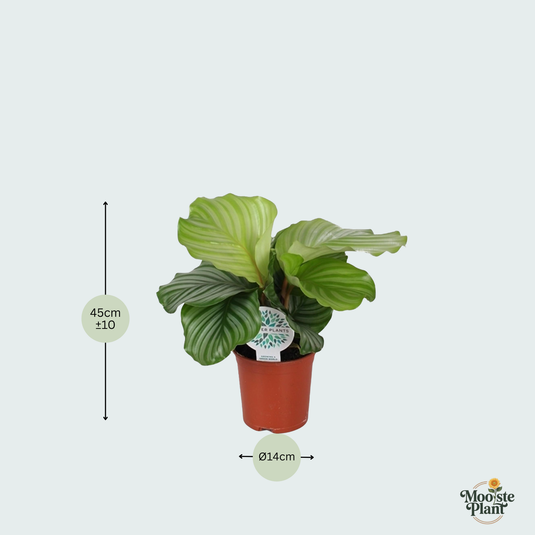 Calathea Orbifolia - 45cm