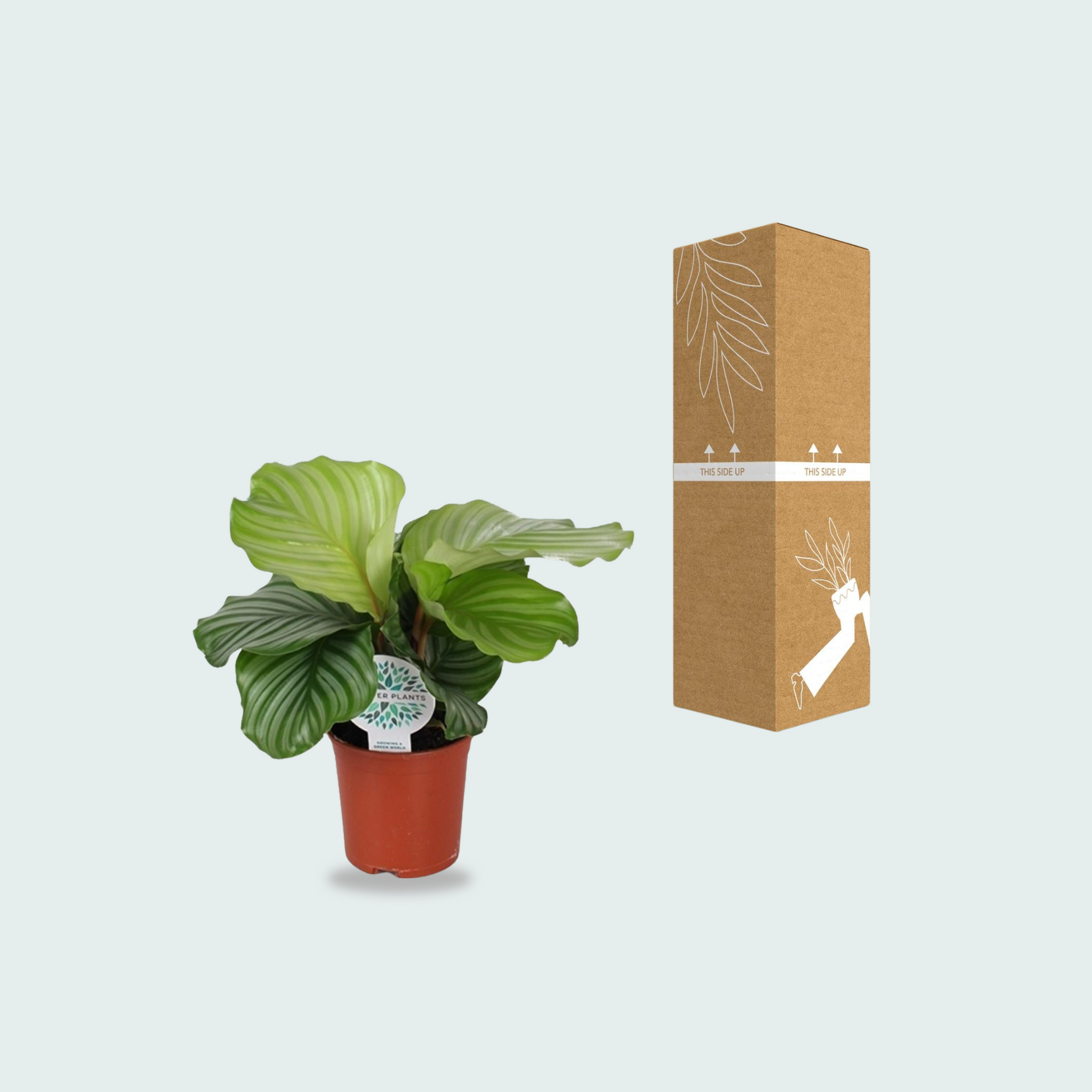 Calathea Orbifolia - 45cm