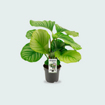 Calathea Orbifolia - 50cm