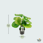 Calathea Orbifolia - 50cm
