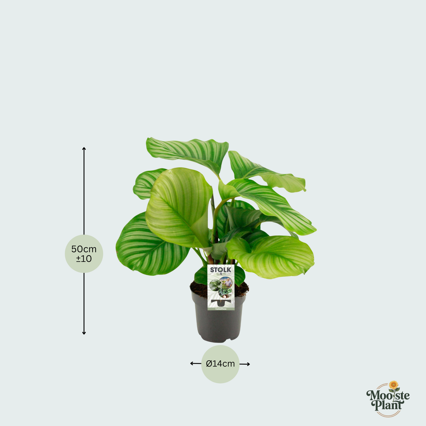Calathea Orbifolia - 50cm