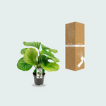 Calathea Orbifolia - 50cm