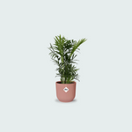 Chamaedorea Elegans kopen