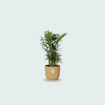 Chamaedorea Elegans kopen