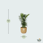 Chamaedorea Elegans kopen