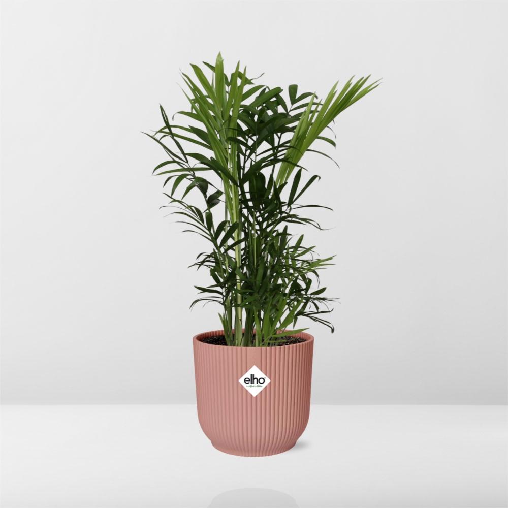Chamaedorea Elegans kopen