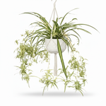 Chlorophytum Comosum kopen