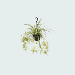 Chlorophytum Comosum kopen