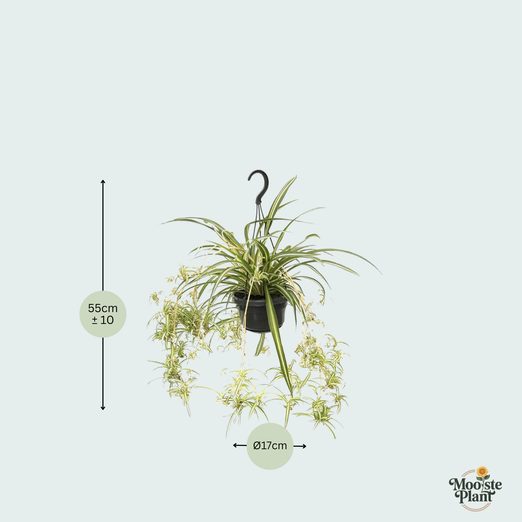 Chlorophytum Comosum kopen